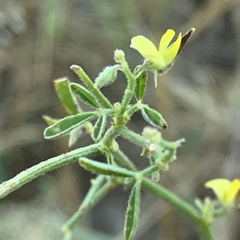 Crotalaria steudneri