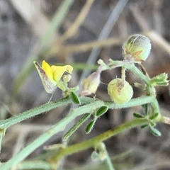 Crotalaria steudneri