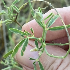 Crotalaria steudneri
