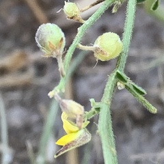 Crotalaria steudneri