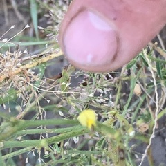 Crotalaria steudneri