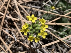Draba aurea