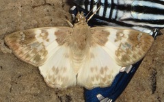 Polyctor polyctor