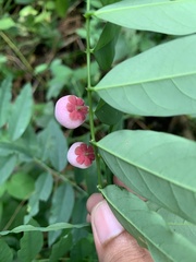 Phyllantheae