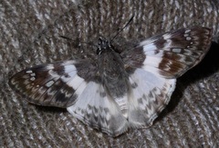 Polyctor polyctor