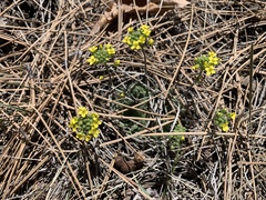 Draba aurea