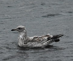 Larus glaucoides thayeri
