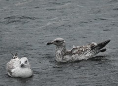 Larus glaucoides thayeri