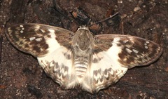 Polyctor polyctor