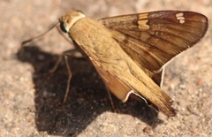 Ectomis octomaculata