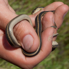 Thamnophis atratus