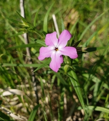 Phlox pilosa