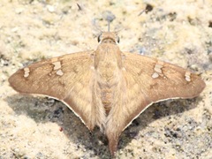 Ectomis octomaculata