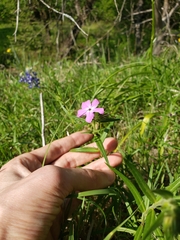 Phlox pilosa