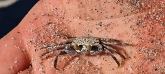 Ocypode convexa