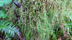 Selaginella oregana