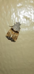 Cobubatha lixiva