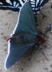 Elbella intersecta