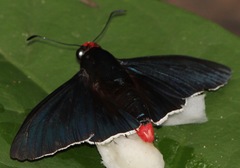 Elbella intersecta