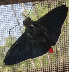 Pyrrhopyge