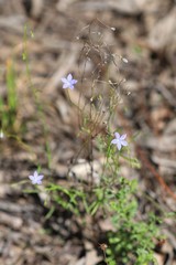 Wahlenbergia luteola