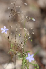 Wahlenbergia luteola