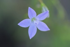 Wahlenbergia luteola