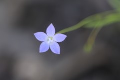 Wahlenbergia luteola