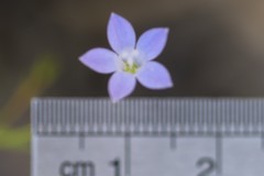 Wahlenbergia luteola