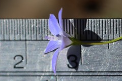 Wahlenbergia luteola