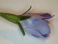 Wahlenbergia luteola