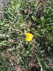 Taraxacum officinale