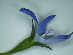 Wahlenbergia luteola