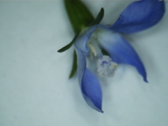 Wahlenbergia luteola