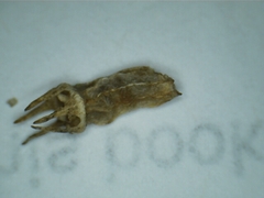 Wahlenbergia luteola