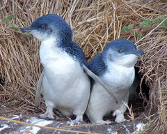 Little Penguin photo 2