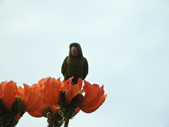 Psittacara leucophthalmus