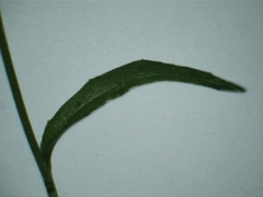 Wahlenbergia luteola