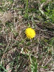 Taraxacum officinale