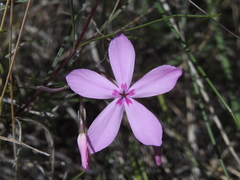 Phlox colubrina