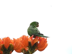 Psittacara leucophthalmus