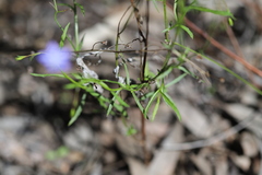 Wahlenbergia luteola