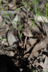 Wahlenbergia luteola