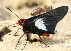 Pyrrhopygopsis socrates