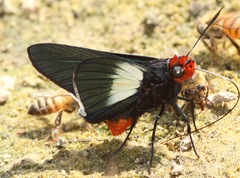 Pyrrhopygopsis socrates