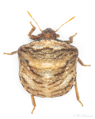 Vilpianus galii