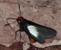 Pyrrhopygopsis socrates