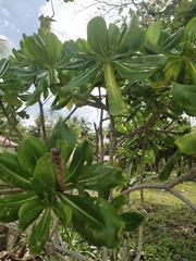 Scaevola taccada