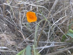 Eschscholzia lemmonii