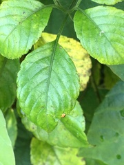 Causonis japonica